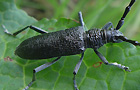 Kleiner Eichenbock