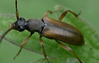 Feldahorn-Bock