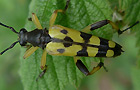 Gefleckter Schmalbock