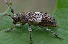 Kiefernzweigbock