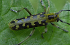 Leiterbock