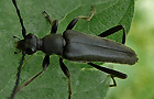 Mohrenschmalbock