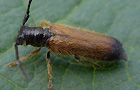 Tetrops praeustus