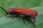 Rothaarbock