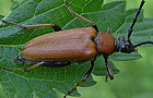 Rothalsbock