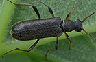 Mattschwarzer Blütenbock