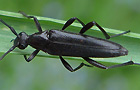Schwarzer Schmalbock