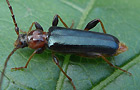Phymatodes testaceus