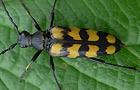Vierbindiger Schmalbock