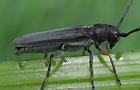 Echter Walzenhalsbock