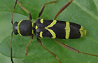 Gemeiner Widderbock
