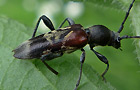 Dunkler Zierbock
