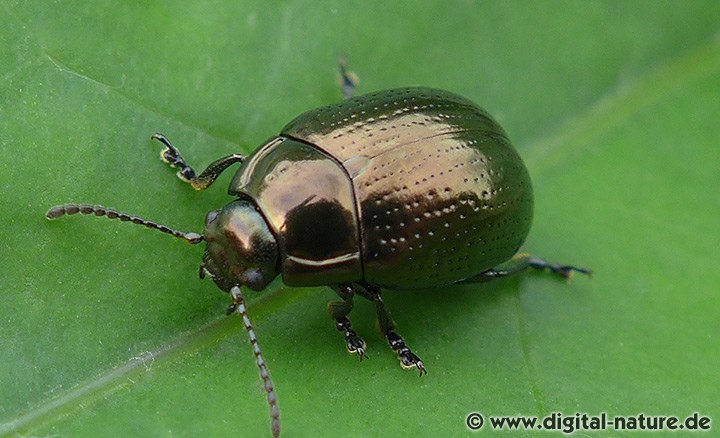 Brauner Blattkäfer Chrysolina oricalcia