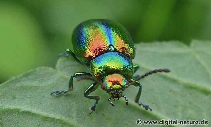 Chrysolina fastuosa Merkmale