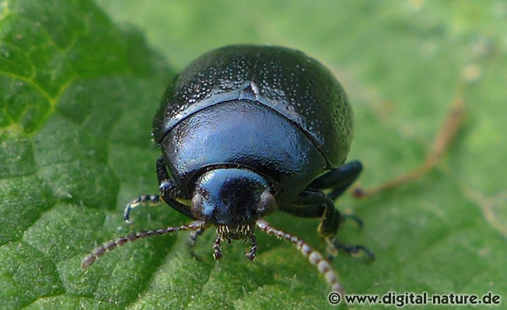 Chrysolina haemoptera Merkmale