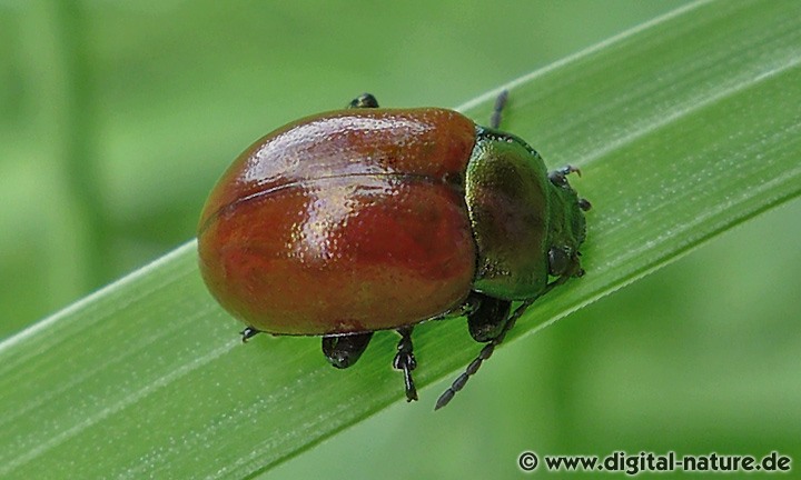 Chrysolina polita - Paarung und Entwicklung