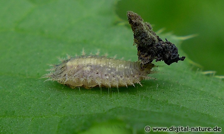 Distel-Schildkäfer Larve