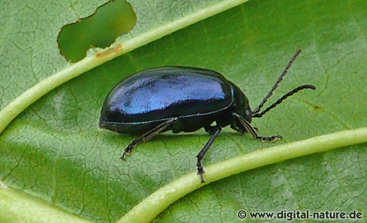 Blauer Erlenblattkäfer Agelastica alni