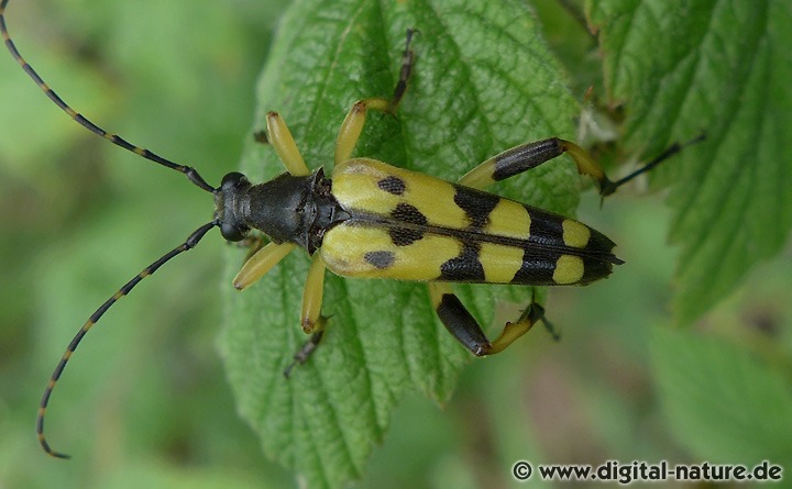 Rutpela maculata hat gelb-schwarz geringelte Fühler