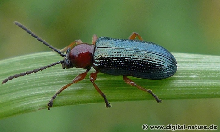 Das Rothalsige Getreidehähnchen oder Grashähnchen
