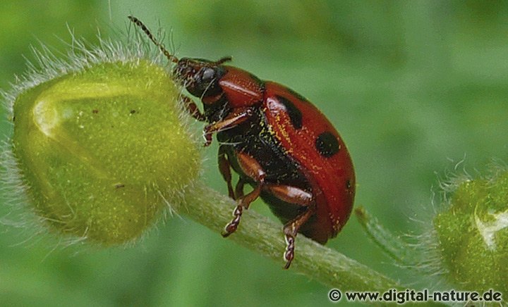 Gonioctena decemnotata Brutfürsorge