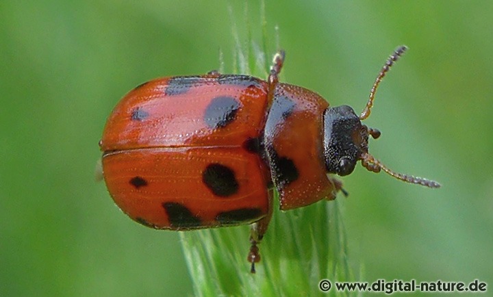 Gonioctena decemnotata Merkmale