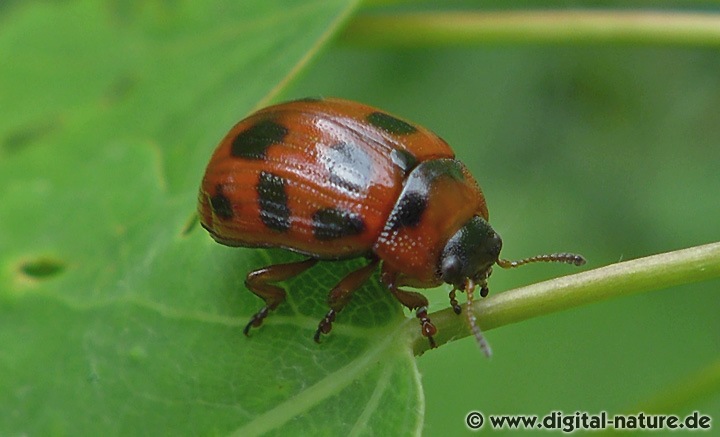 Gonioctena decemnotata Lebensräume