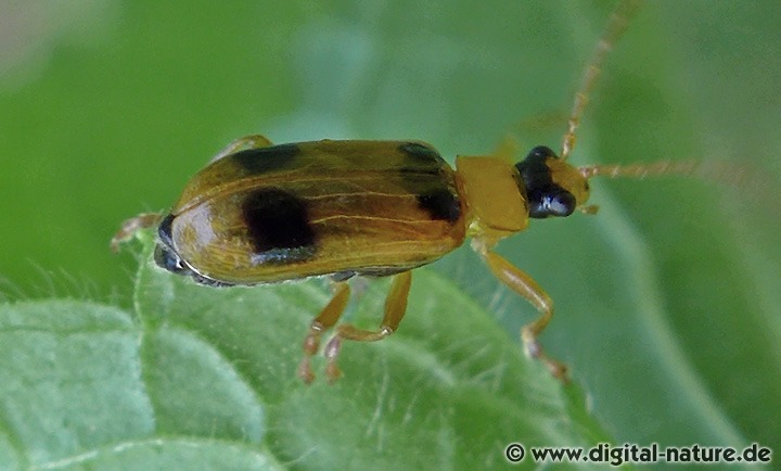 Phyllobrotica quadrimaculata Lebensräume