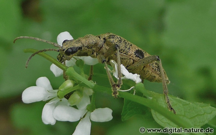 Die Imagines vom Laubholz-Zangenbock ernähren sich von Pollen