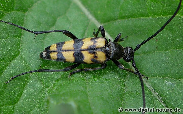 Leptura quadrifasciata Männchen