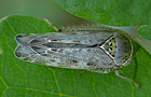 Allygidius spec.
