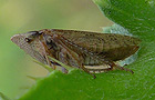 Aphrodes spec.