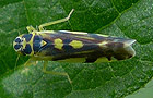 Gold-Blattzikade