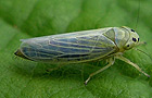 Cicadula