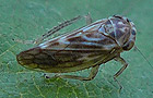 Agallia consobrina