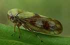 Oncopsis
