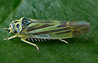 Eupterycyba jucunda