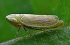 Hellebardenzirpe