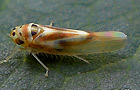 Arboridia ribauti