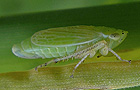 Punktierte Graszirpe