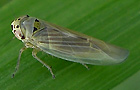 Macrosteles spec.