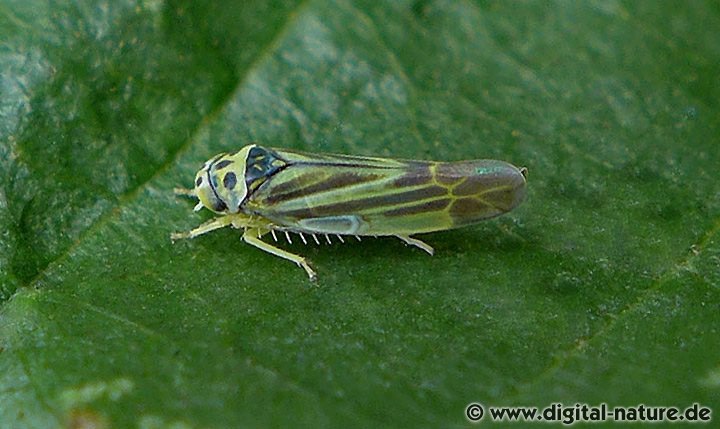 Bunte Erlenblattzikade Eupterycyba jucunda