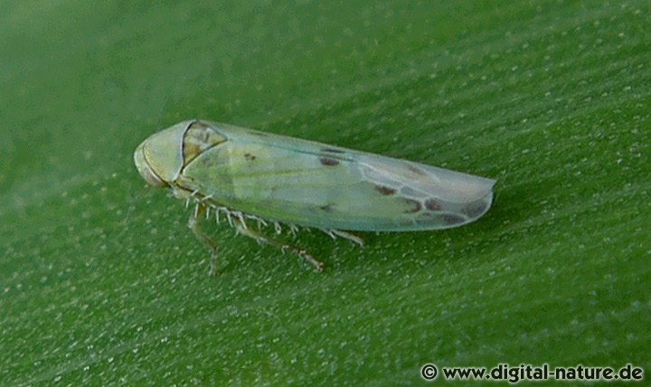 Gemeine Winterzirpe Balclutha punctata