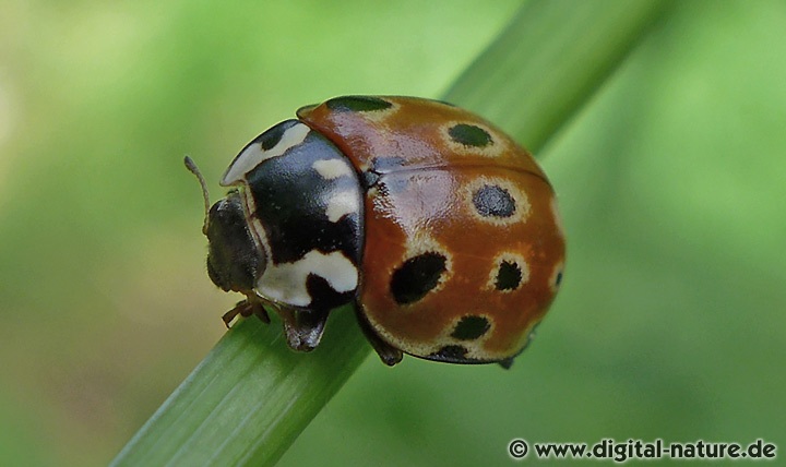 Augenfleck-Marienkäfer Anatis ocellata