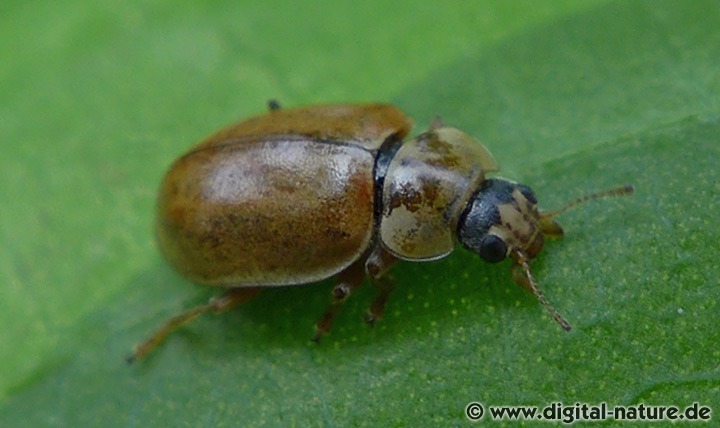 Nadelbaum-Marienkäfer Aphidecta obliterata