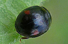 Hyperaspis campestris