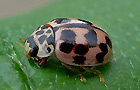 Kugeliger Marienkäfer