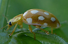 Sechzehnfleckiger Marienkäfer