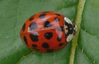 Asiatischer Marienkäfer