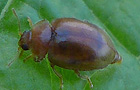 Rhyzobius litura